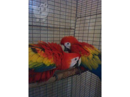 Παπαγάλοι Macaw από το εκτροφείο